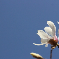 CANON(キヤノン)のレンズ EF-S55-250mm F4-5.6 IS STM で撮影した写真