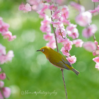 SONY(ソニー)のレンズ E 70-350mm F4.5-6.3 G OSS SEL70350G で撮影