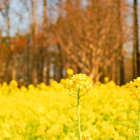 SONY(ソニー)のレンズ DT 30mm F2.8 Macro SAM SAL30M28 で撮影した