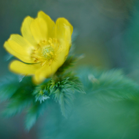PENTAX(ペンタックス)のレンズ Super-Takumar 50mmF1.4 で撮影した写真