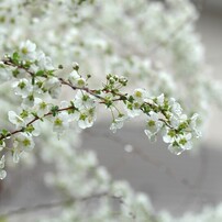 NIKON(ニコン)のデジタル一眼D70 で撮影した写真(画像)一覧- 写真共有