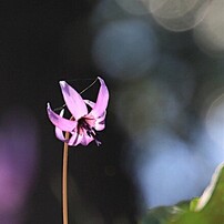 CANON(キヤノン)のデジタル一眼EOS 40D で撮影した写真(画像)一覧