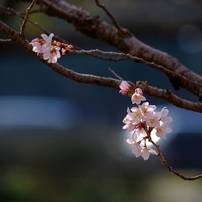 FUJIFILM(富士フイルム)のレンズ フジノンレンズ XC50-230mmF4.5-6.7