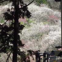 CANON(キヤノン)のデジタルカメラIXY 600F で撮影した写真(画像)一覧