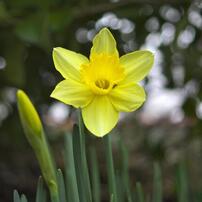SONY(ソニー)のレンズ DT 30mm F2.8 Macro SAM SAL30M28 で撮影した