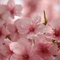 CANON(キヤノン)のレンズ EF24mm F2.8 で撮影した写真(画像)一覧- 写真