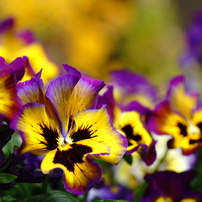 SONY(ソニー)のレンズ FE 90mm F2.8 Macro G OSS SEL90M28G で撮影した