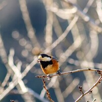 CANON(キヤノン)のレンズ EF75-300mm F4-5.6 IS USM で撮影した写真