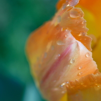 Carl Zeiss Makro-Planar 60mm F2.8 C 作例あり KYOCERA(京セラ)のレンズ Carl Zeiss Makro-Planar T* 60mm F2.8 (AE