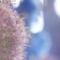 KYOCERA(京セラ)のレンズ Carl Zeiss Makro-Planar T* 60mm F2.8 (AE