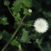 OLYMPUS(オリンパス)のレンズ M.ZUIKO DIGITAL ED 40-150mm F4.0-5.6 R