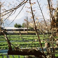 KONICA(コニカ)のフィルムカメラC35 flash matic で撮影した写真(画像