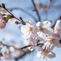 PENTAX(ペンタックス)のレンズ HD PENTAX-DA 35mmF2.8 Macro Limited