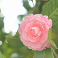 【良品】動作◎ 綺麗な写真 Ai-s Nikkor 50mm f1.8 864 開放で使いたくなる“超優秀”な標準レンズ「NIKKOR Z 50mm f/1.8 S
