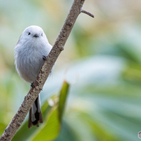 CANON(キヤノン)のレンズ EF100-400mm F4.5-5.6L IS II USM で撮影した