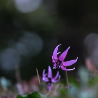 PANASONIC(パナソニック)のレンズ LEICA DG VARIO-ELMAR 100-400mm/F4