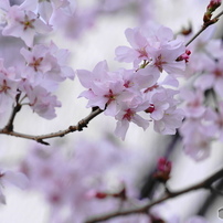 SONY(ソニー)のレンズ E 18-135mm F3.5-5.6 OSS SEL18135 で撮影した