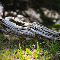 TAMRON(タムロン)のレンズ SP AF17-50mm F/2.8 XR Di II VC LD