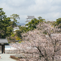 TAMRON(タムロン)のレンズ SP AF17-50mm F/2.8 XR Di II VC LD