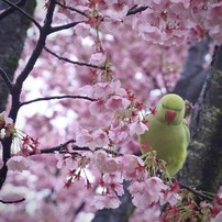 NIKON(ニコン)のレンズ 1 NIKKOR VR 30-110mm f/3.8-5.6 [ブラック] で