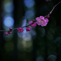 PANASONIC(パナソニック)のレンズ LUMIX G X VARIO PZ 45-175mm/F4.0