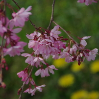 TAMRON(タムロン)のレンズ AF18-250mm F/3.5-6.3 Di II LD Aspherical