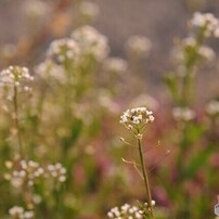 NIKON(ニコン)のレンズ AF-S Micro NIKKOR 60mm f/2.8G ED で撮影した