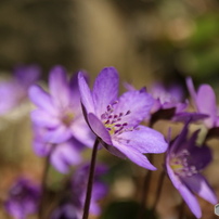 CANON(キヤノン)のレンズ EF-M28mm F3.5 マクロ IS STM で撮影した写真