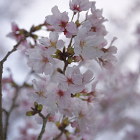 COSINA(コシナ)のレンズ フォクトレンダー APO-LANTHAR 50mm F2