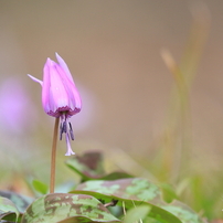 TAMRON(タムロン)のレンズ SP AF 180mm F/3.5 Di LD [IF] MACRO 1:1