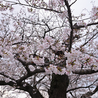 TAMRON(タムロン)のレンズ SP 15-30mm F/2.8 Di VC USD (Model A012