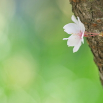 PENTAX(ペンタックス)のレンズ smc PENTAX-DA 55-300mm F4-5.8ED で