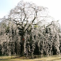 CANON(キヤノン)のデジタル一眼EOS 10D DIGITAL で撮影した写真(画像