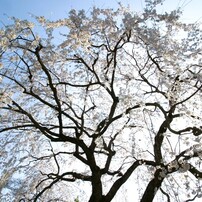 CANON(キヤノン)のデジタル一眼EOS 10D DIGITAL で撮影した写真(画像