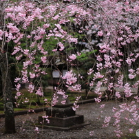 CANON(キヤノン)のレンズ EF50mm F1.4 USM で撮影した写真(画像)一覧