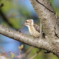 SIGMA(シグマ)のレンズ APO 50-500mm F4.5-6.3 DG OS HSM