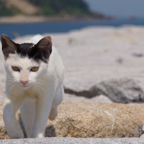 瀬戸の島猫1