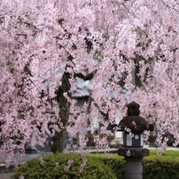 CANON(キヤノン)のレンズ EF50mm F1.4 USM で撮影した写真(画像)一覧