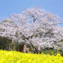 NIKON(ニコン)のデジタル一眼D7000 で撮影した写真(画像)一覧- 写真