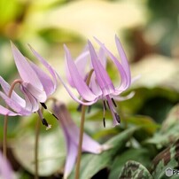 PANASONIC(パナソニック)のレンズ LEICA DG VARIO-ELMAR 100-400mm/F4