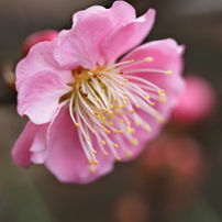 OLYMPUS(オリンパス)のレンズ M.ZUIKO DIGITAL ED 60mm F2.8 Macro で