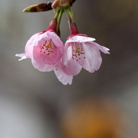 CANON(キヤノン)のレンズ EF-S55-250mm F4-5.6 IS II で撮影した写真