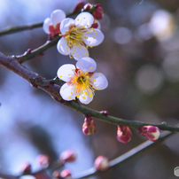 NIKON(ニコン)のデジタル一眼D810A で撮影した写真(画像)一覧- 写真