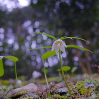 PENTAX(ペンタックス)のレンズ FA645ズーム 45～85mmF4.5 で撮影した