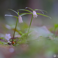PENTAX(ペンタックス)のレンズ FA645ズーム 45～85mmF4.5 で撮影した