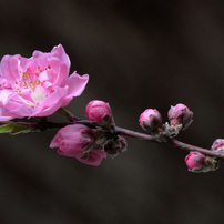 CANON(キヤノン)のデジタル一眼EOS 70D で撮影した写真(画像)一覧