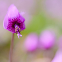 SIGMA(シグマ)のレンズ 105mm F2.8 DG DN MACRO [ソニーE用] で撮影
