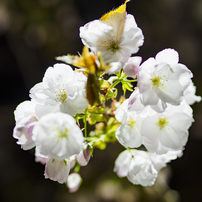 OLYMPUS(オリンパス)のレンズ M.ZUIKO DIGITAL ED 75mm F1.8 [シルバー