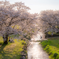 NIKON(ニコン)のレンズ NIKKOR Z 50mm f/1.8 S で撮影した写真(画像