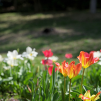 TAMRON(タムロン)のレンズ SP AF 28-75mm F/2.8 XR Di LD Aspherical